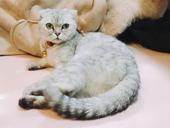 -李小姐の猫咖啡馆(五角场店)