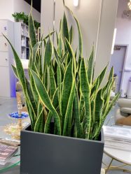 -FUTURE HN男士发型风格设计