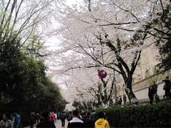 -武汉大学-樱园