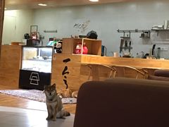 -柴务处·柴犬主题狗咖