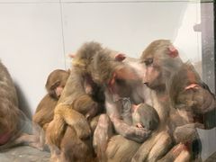 -西安秦岭野生动物园