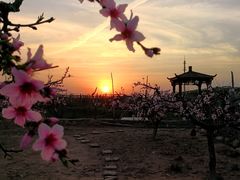 -樂桃源奉贤黄桃种植采摘基地