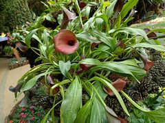 -花之城