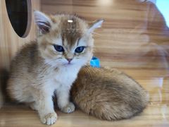 -猫十亿·布偶金渐层·曼基康矮脚猫舍(青年路店)