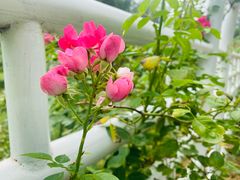 -国家植物园