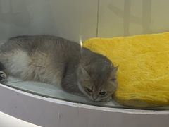 -1013 PET SHOP精品宠物商店(丁香店)
