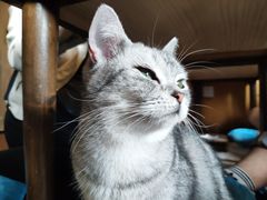 -猫猫幼稚园·撸猫·桌游·电玩