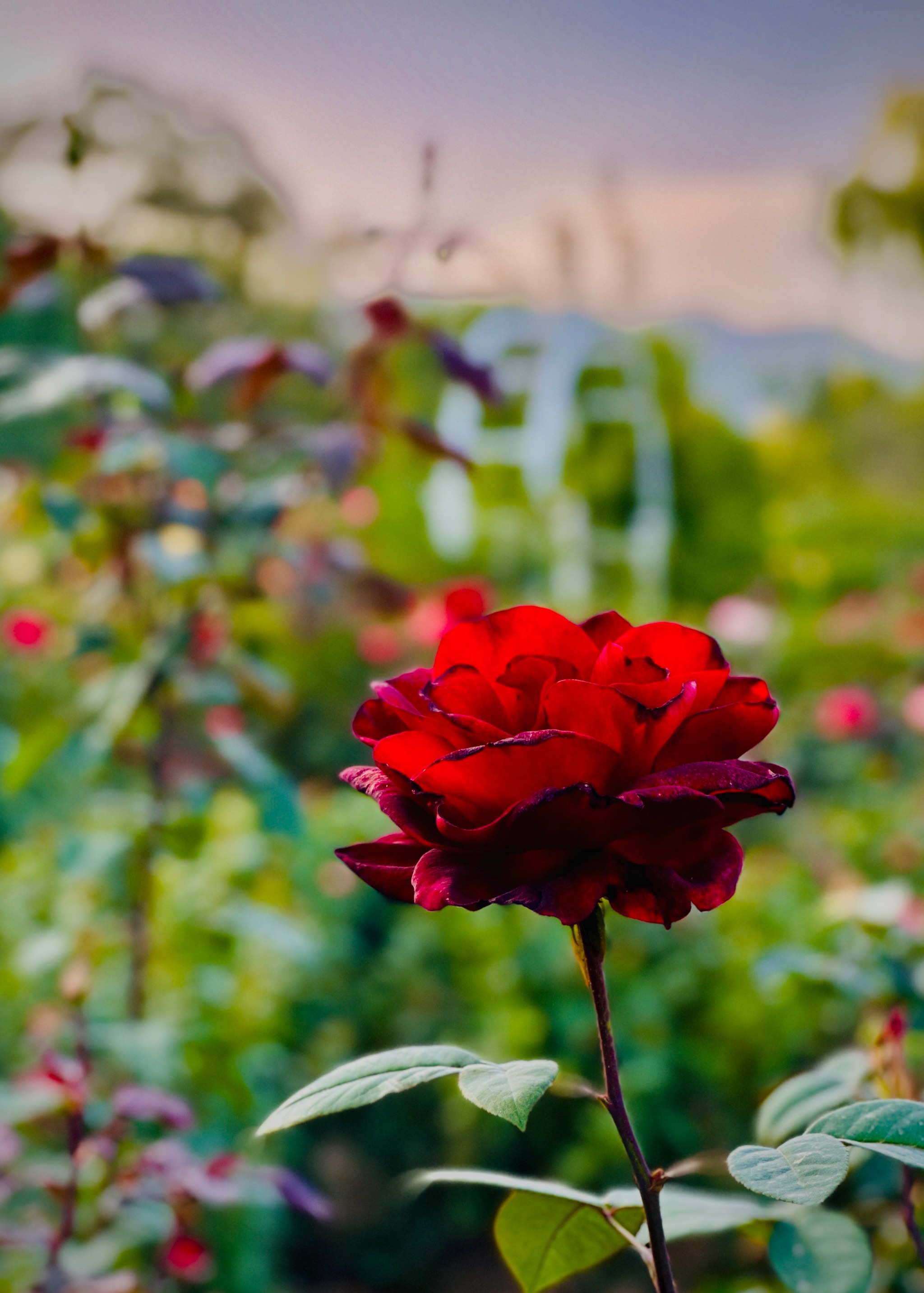 伤感风景 花草图片