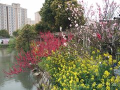 -南汇桃花村