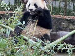 -都江堰中华大熊猫苑