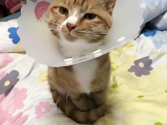 -纳吉亚猫专科动物医院博雅分院
