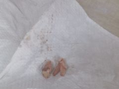-北京观赏动物医院·24小时大型综合·猫专科·异宠专科