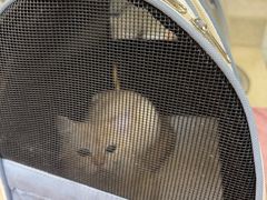 -动物缘宠物医院·骨科·猫科(西二环店)