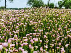 -春花秋色城市公园