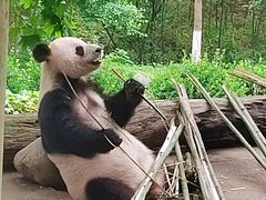 -都江堰中华大熊猫苑