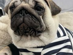 -安安宠医宠物医院·异宠·犬猫内科(岳阳分院)