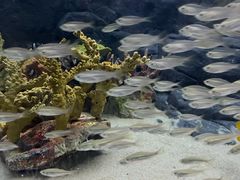 -上海海洋水族馆