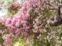 -深圳国际园林花卉博览园