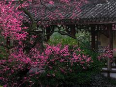 -杭州植物园