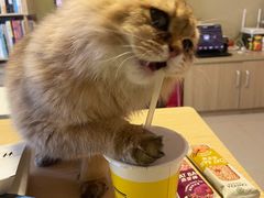 -momokira米努特·德文卷毛猫·棉花面纱犬