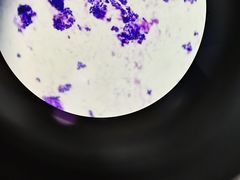 -佳雯宠物医院·皮肤科·内外科(春晓路分院)