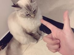-糯米喵星人总部直营旗舰店·猫舍·幼猫出售