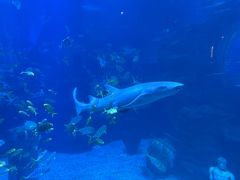 -太平洋海底世界