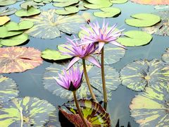 -国家植物园南园