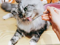 -绒爪撸猫下午茶·猫咖