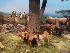 -国家自然博物馆