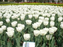 郁金香“南极洲”-上海鲜花港