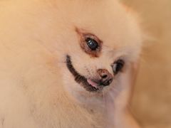 -萌喵宠狗爱心宠咖