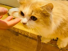 -啵啵喵·猫咖(攀华国际店)