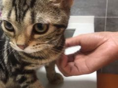 -美联众合宠物医院·爱萌分院·内外科·猫科中心