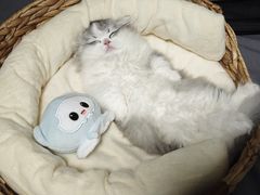 -lincat·猫舍(广州店)