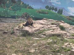 -西霞口神雕山野生动物世界