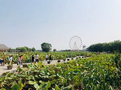 -白洋淀景区