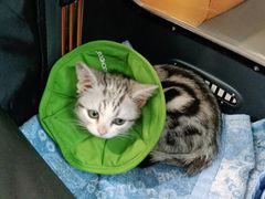 -北京观赏动物医院·24小时大型综合·猫专科·异宠专科