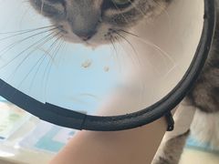 -芭比堂宠物医院·全科爱猫医院·仁德分院