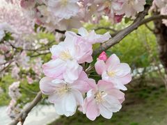 -海棠花溪(元大都城垣遗址公园)