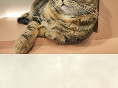 -猫儿山۰猫主题餐厅