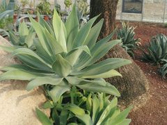 -南通洲际绿博园