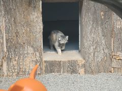 -青藏高原野生动物园
