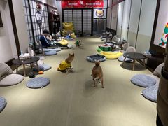 -逗柴咖啡屋·狗咖猫咖宠物桌游