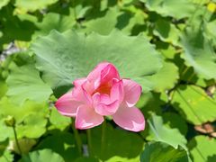 -莲花池公园