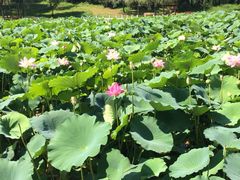 iphone_upload_pic-赫图阿拉城