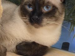 -米乐乖乖猫咪咖啡馆·猫咖(深圳湾后海汇店)