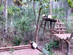 景点-成都大熊猫繁育研究基地