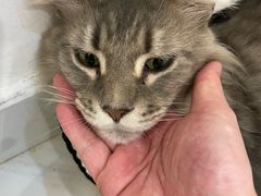 -楼上猫咖(罗湖店)