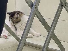 -瑞鹏宠物医院·微创内窥镜·骨外科·牙科(翠竹分院)